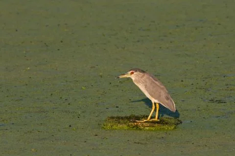 Black crowned night heron Stock Photos