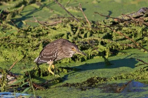 Black crowned night heron Stock Photos