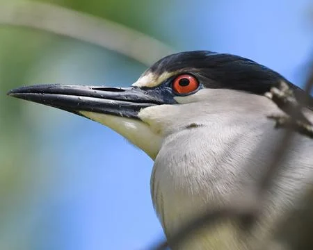 Black-Crowned Night-Heron Stock Photos