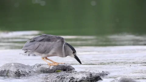 Black-crowned night heron shaking out its feathers Stock Footage 202609062