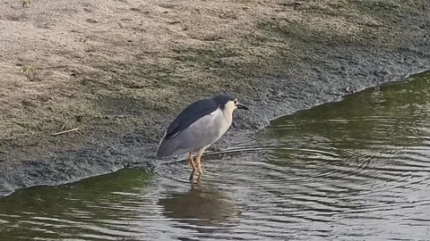 Black-Crowned Night Heron Taking Off Over River Video stock 342144815