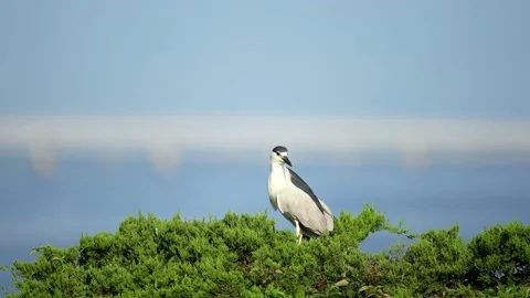Black-crowned Night Heron in a Tree Stock Footage 163690002