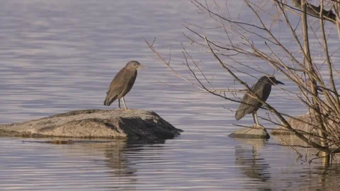 Black-crowned Night-heron. Two birds perched on a quiet lake Stock Footage 256640318