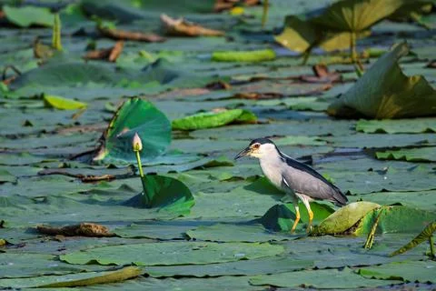 Black-crowned night herons foraging in a pond Foto stock
