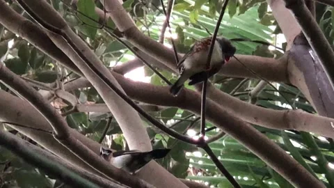 Black-crowned waxbil Stock Footage 141532202