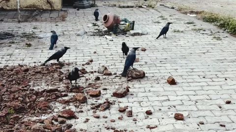 Black crows are enjoying on the ground Stock Footage 340905929