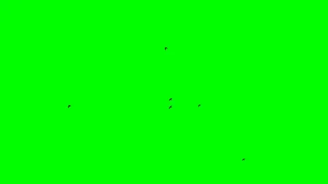 Black crows are flying on a green background Stock Footage 119576537