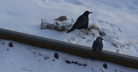 Black Crows Are Sitting at a Railway Trail on Heavy Snow and Seek Some Food Stock Footage 59011688