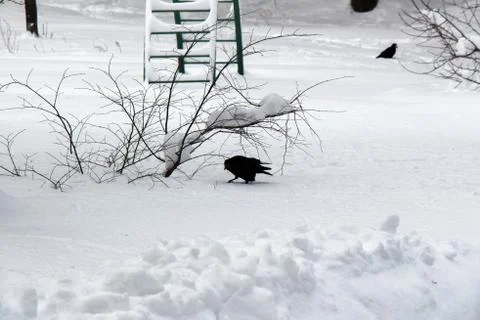 Black crows are sitting in the yard in large snowdrifts of snow 写真素材
