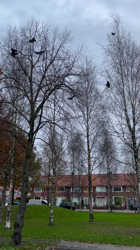 Black crows on bare trees in a Dutch residential neighborhood. Stock Footage 340652317