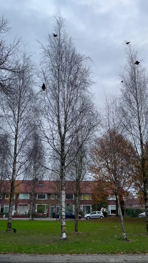 Black crows on bare trees in a Dutch residential neighborhood. Stock Footage 340652318