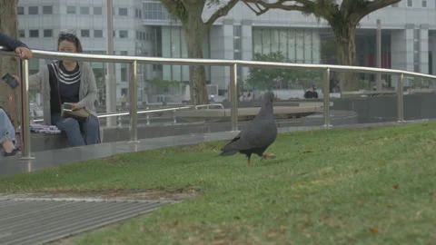 Black crows birds grass patch low angle Stock Footage 220381288