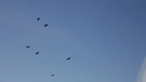 Black crows on blue sky Stock Footage 45625689