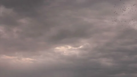 Black crows in cloudy sky Stock Footage 155696984