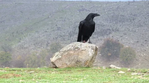 Black crows (Corvus corax) in the nature Vidéo 124462132