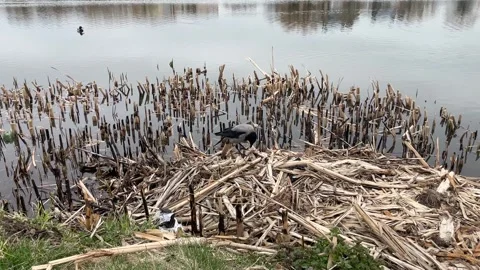 Black crows dry grass shore of the lake tear prey and eat bloodthirstily Stock Footage 310371636