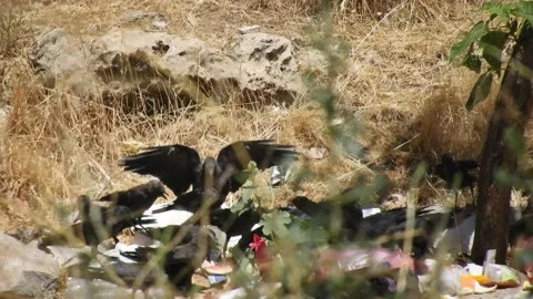Black crows eat in a dirty trash it was shooted in Morocco Ifrane Stock Footage 203237559