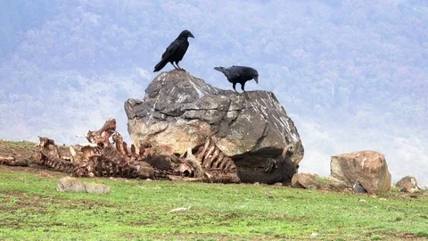 Black crows eating a dead animals in the nature 스톡 동영상 124462545