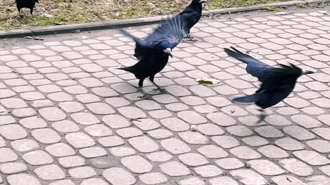 	Black crows fight over a walnut in an autumn park. Stock Footage 299713694
