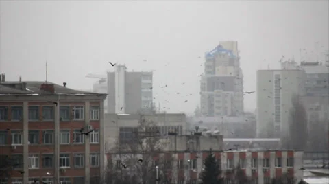 Black crows flight in town Stock Footage 33245306