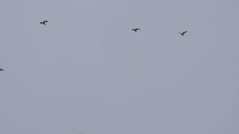 Black crows fly across the sky with a view from below Stock Footage 129826325