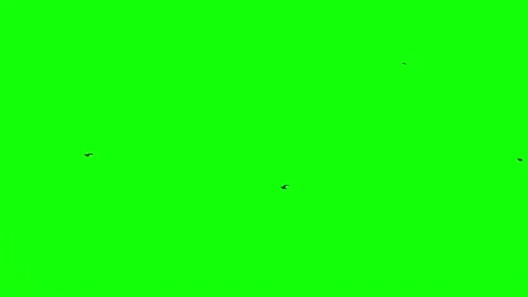 Black crows fly across the sky close on a green screen Video stock 151964829
