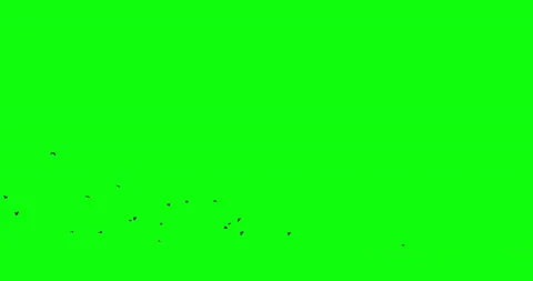 Black crows fly in the clear sky from right to left then disappear. Compositing Stock Footage 144953416