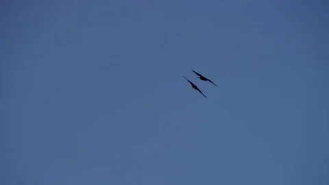 Black crows fly in silhouette against clear blue sky Stock Footage 329816050