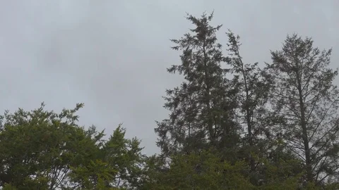 Black Crows Flying between the Trees against Gloomy Sky of S Stock Footage 85240799