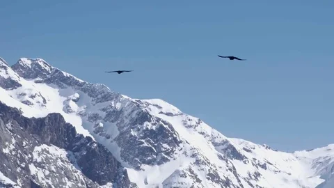 Black crows flying in the blue sky above the abysses of snow covered m Video stock 71004149