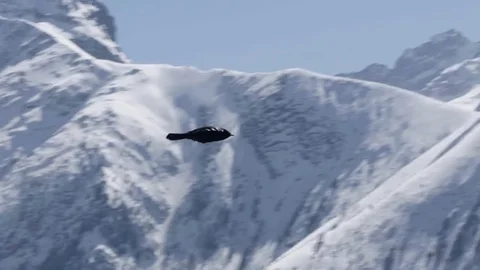 Black crows flying in the blue sky above the abysses of snow covered m Stock Footage 71006045
