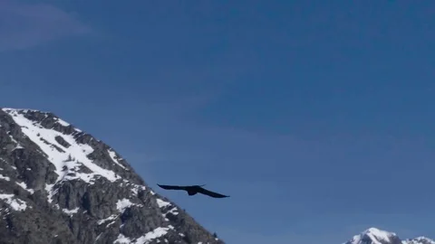 Black crows flying in the blue sky above the abysses of snow covered m Video stock 71006345