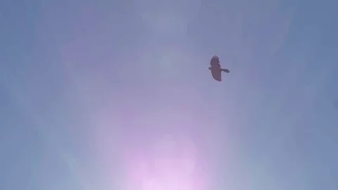 Black crows flying in the blue sky under the sun Stock Footage 78219694