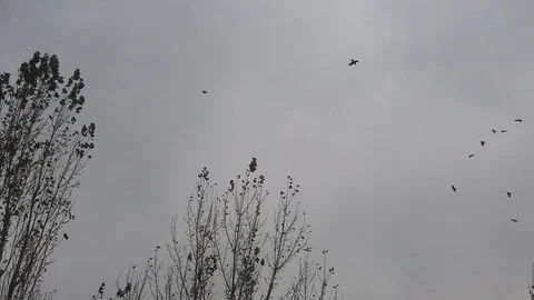 Black crows flying in a dark sky. Birds on the background of the sky. Video stock 73024803