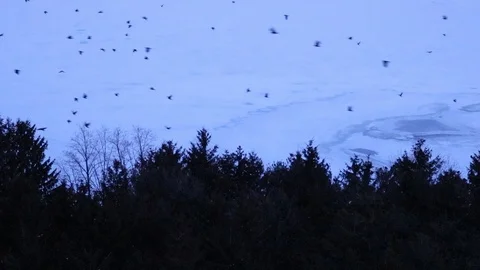 Black crows flying over trees in winter Stock Footage 126556669