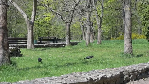 Black crows Stock Footage 188658326