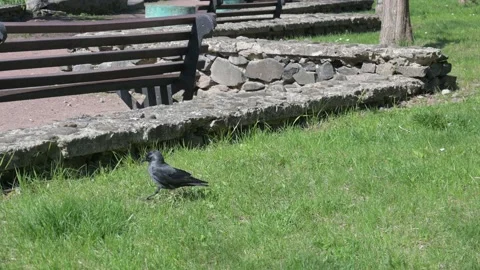 Black crows Stock Footage 188661169