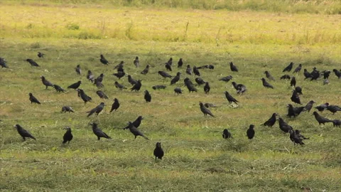 Black crows on the grass meadow Video stock 161633287