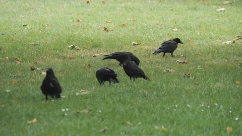 Black crows grazing on the grass. Stock Footage 281787200