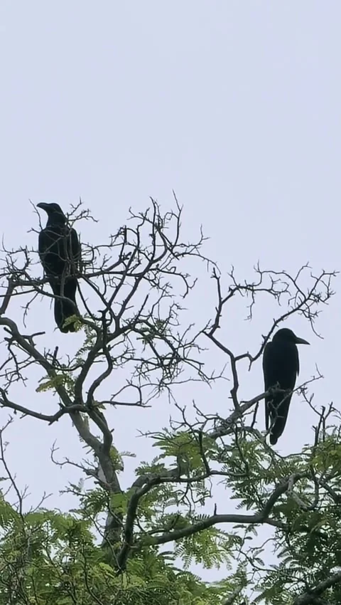 Black Crows Perched on Dry Tree Branches Stock Footage 341008703