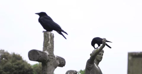 Black crows perched on grave statues in an old cemetery Stock Footage 319770665