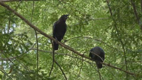 Black Crows Perched On The Tree In Shinjuku Gyoen National Garden, Japan Stock Footage 336245421