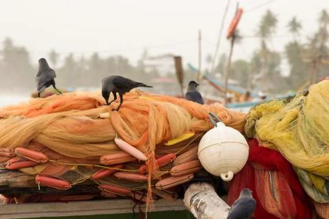 Black crows (ravens) sit on orange fishing nets Stock Photos