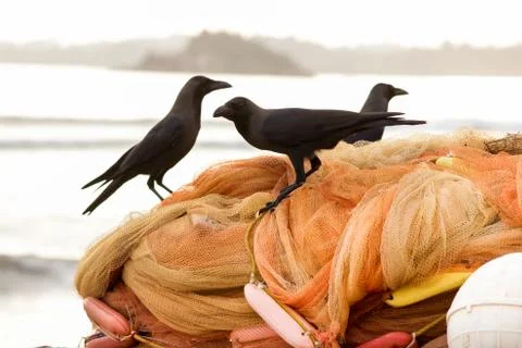 Black crows (ravens) sit on orange fishing nets Stock Photos