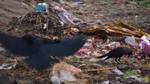 Black Crows Scavenging For Food In Large Pile Of Plastic Garbage Stock Footage 344085870