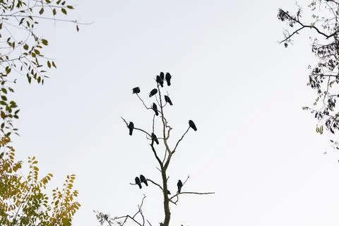 Black crows sit on the branches of a dry tree against the sky Stock Photos