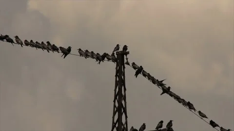 Black crows sit on electric wires Stock Footage 161631488