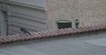 Black crows sitting on mossy city backyard roof 4k or 4k+ Resolution