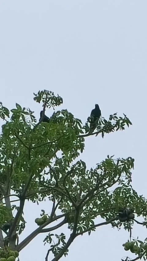 Black Crows Sitting on Top Branches of Green Tree With Fruit Stock Footage 341007237