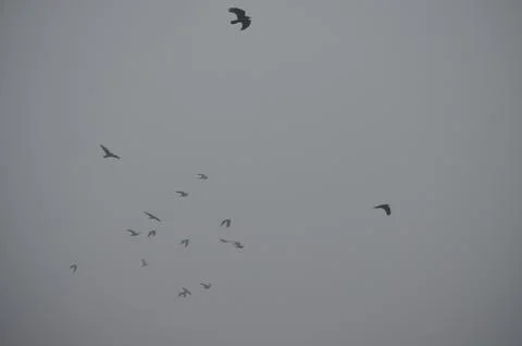 Black crows soaring through the thick fog. Stock Photos